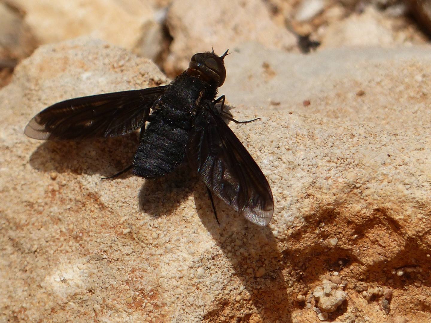 Heteralonia megerlei (Bombyliidae)